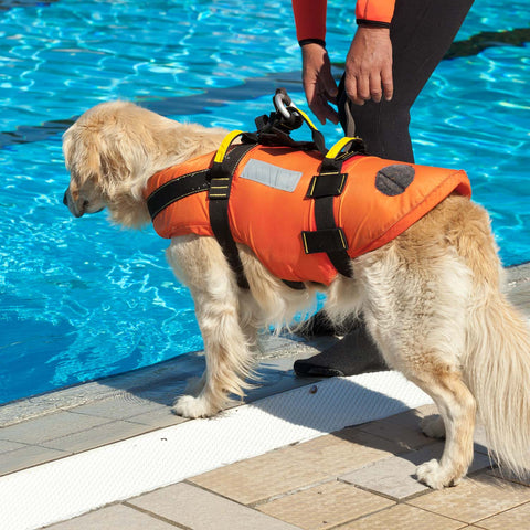 Dog in orange life vest getting ready to go in the pool