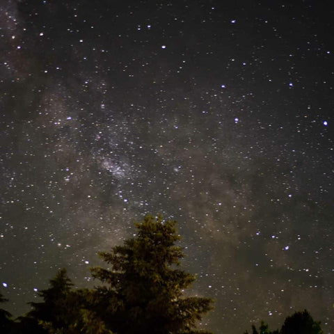 Starry night with tree silhouette in lower left