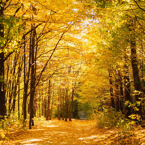 Forest path with yellow leaves