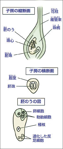 横断面