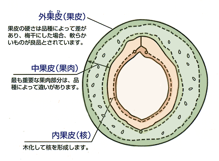 果皮