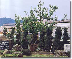 樹齢100年近い南高梅の母樹「高田梅」