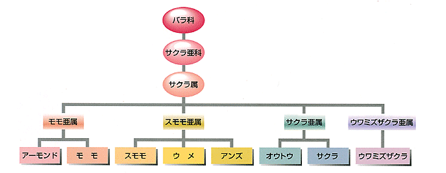 梅の系図