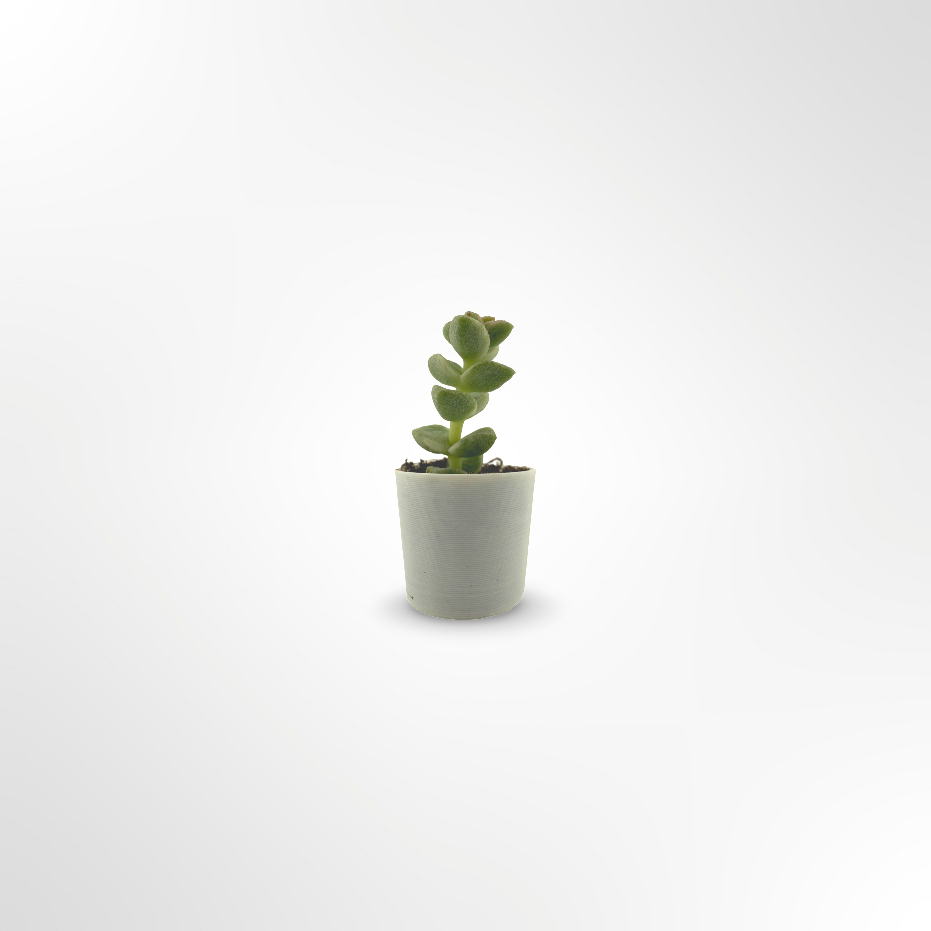 String of Buttons