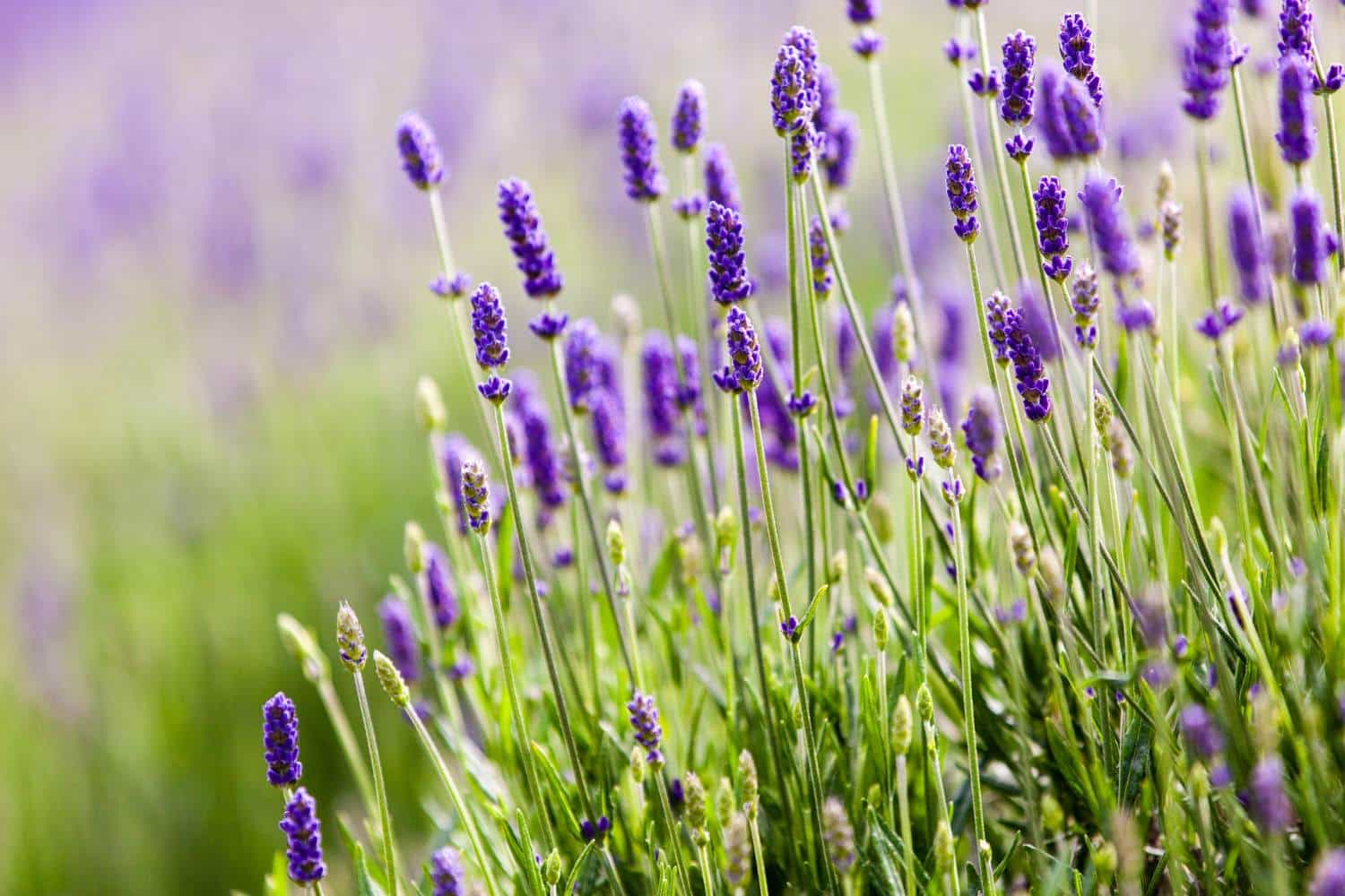 Herbal Sleep Remedies: A close up of lavender flowers in a field.