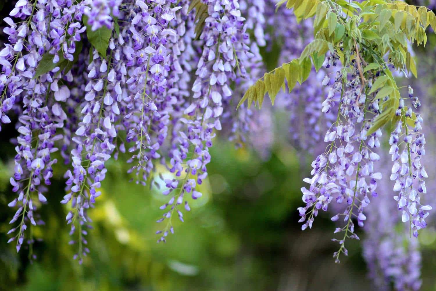 A purple wisteria hanging from a tree.