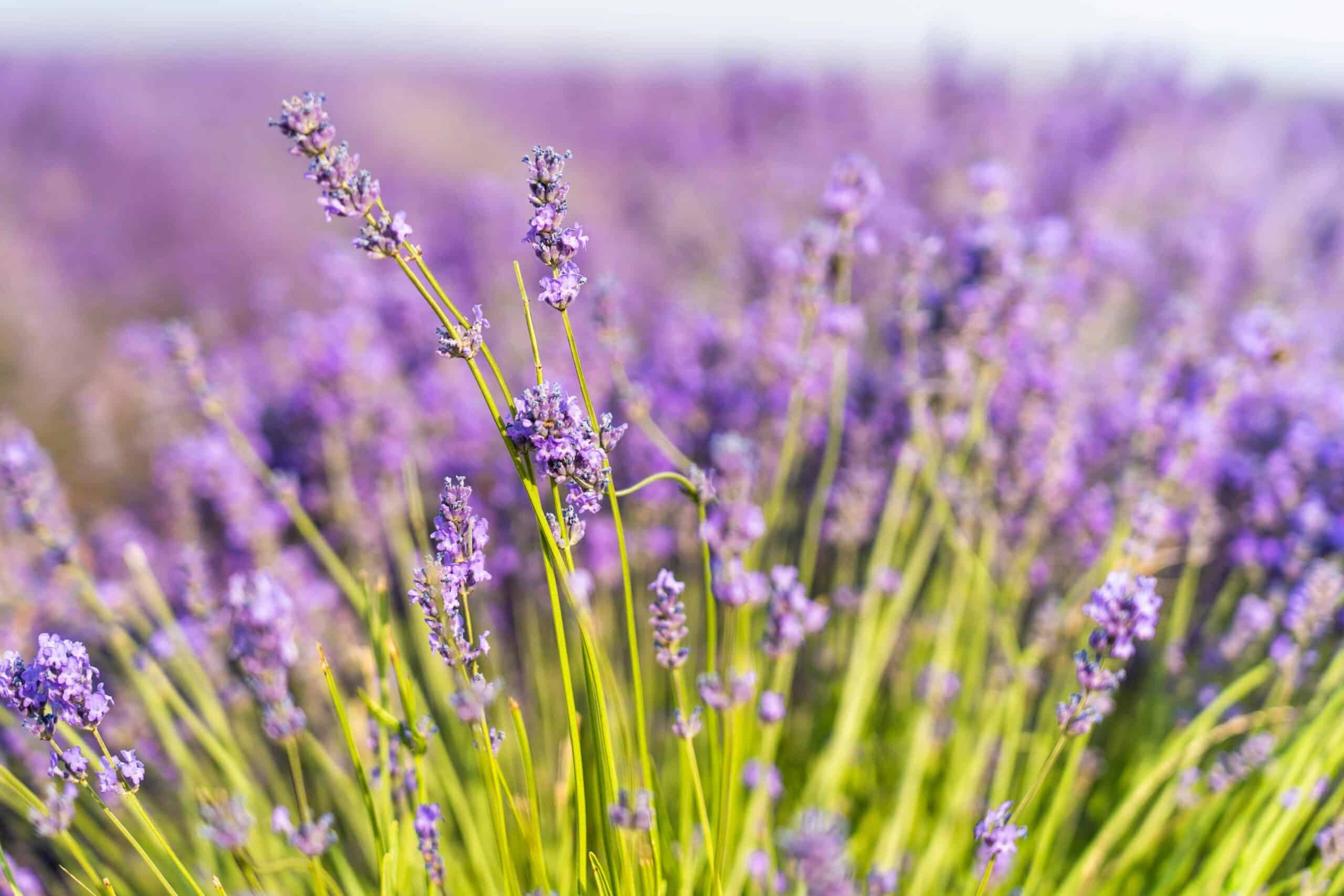 Purple Petaled Flower Field