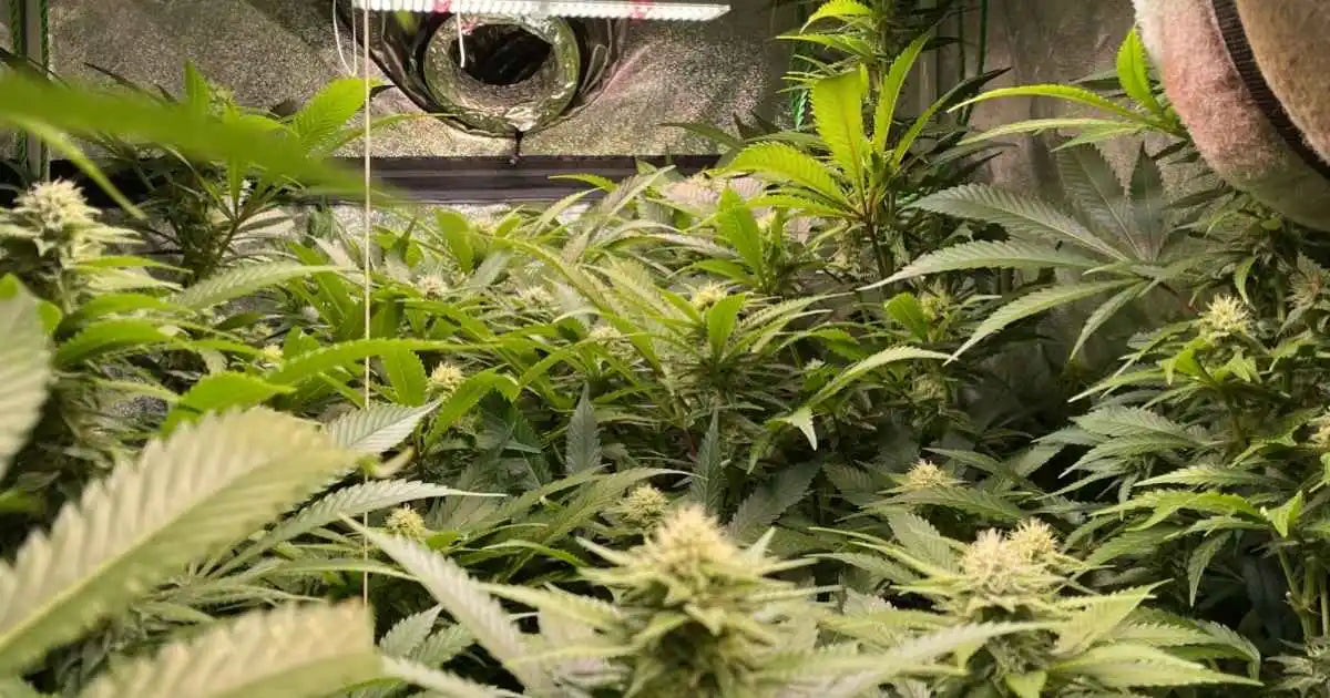 Chocolate Kush Samen von 00 Seeds dichte, harzige Buds im Indoor-Zelt, frisch gereift und frostig überzogen.