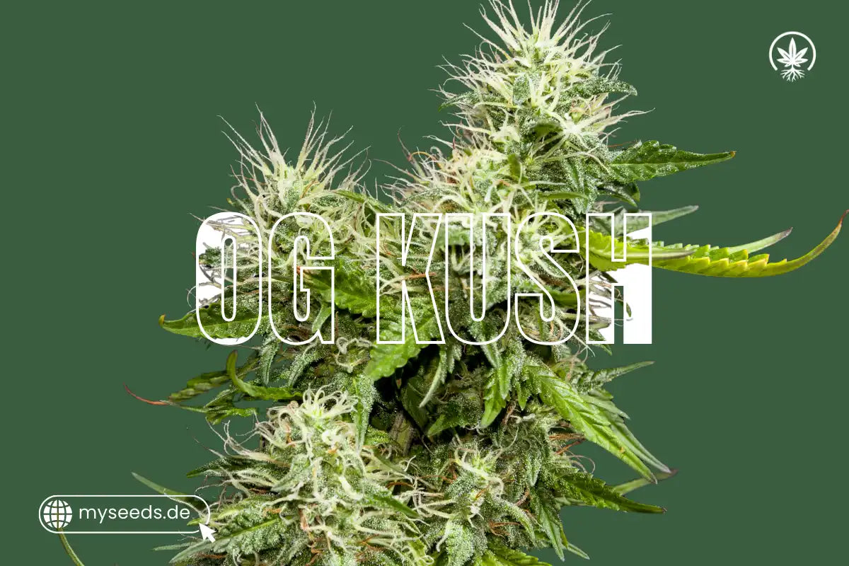 OG Kush Blüte mit frischen weißen Blütenhaaren und kristallbedeckten Knospen