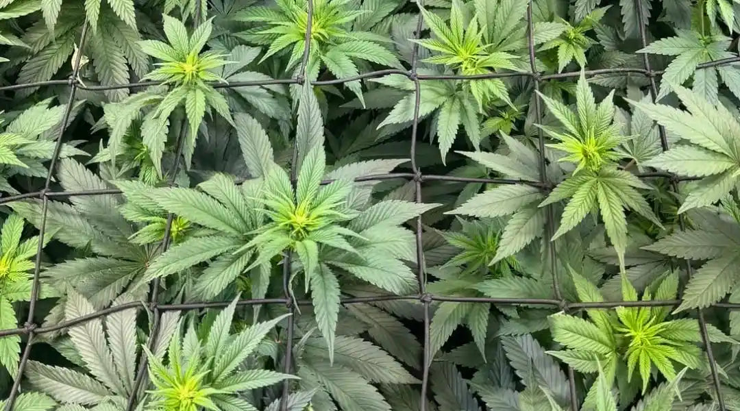 Biscotti-Pflanze im Scrog-Netz mit kräftigen Fächerblättern und jungen Blütenansätzen