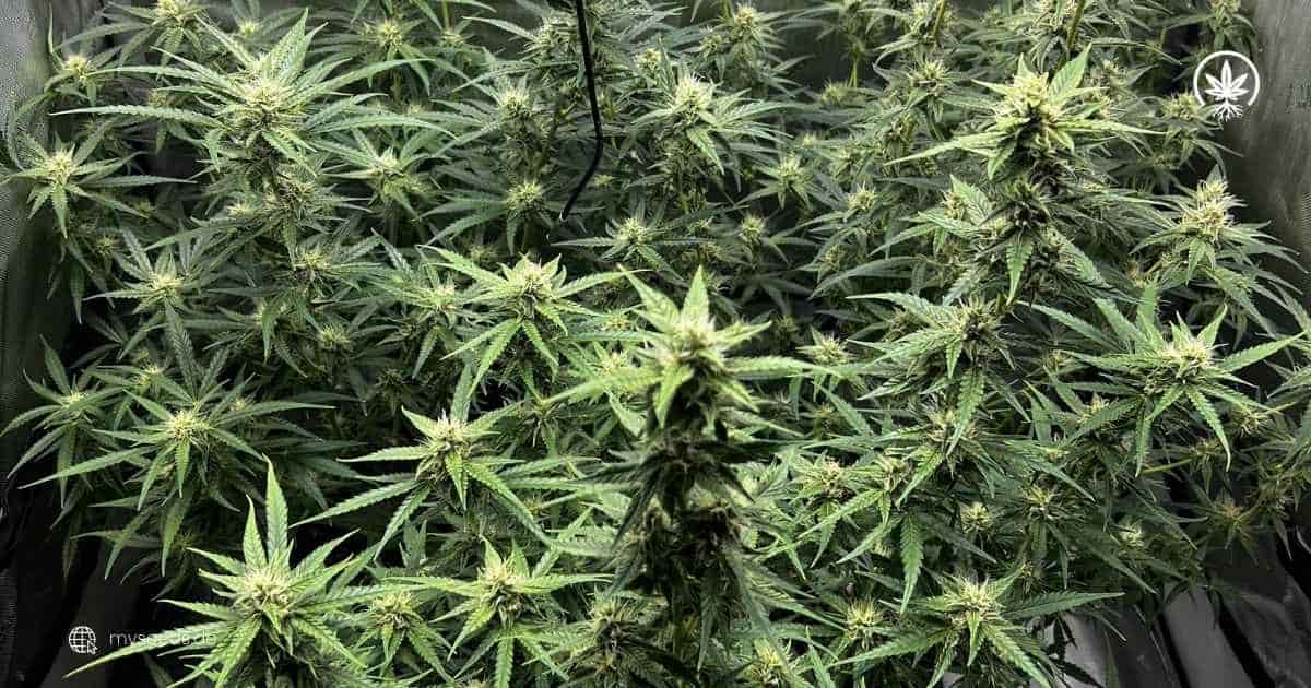 Cannabis Pflanze im Zelt während der Blütephase mit sichtbaren Buds und gesunden grünen Blättern.