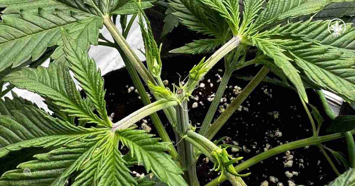Detailaufnahme einer Cannabis-Pflanze mit geschnittenen Ästen und neuen Trieben.