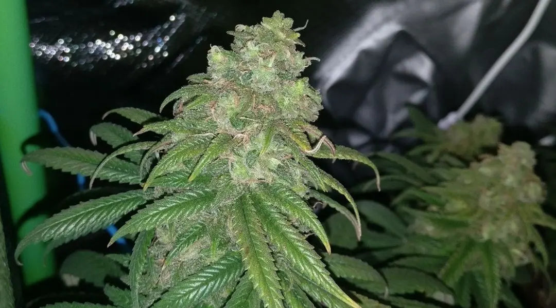 Skunk Kush Regular Haupttrieb mit dichten, harzigen Blüten und dunkelgrünen Blättern