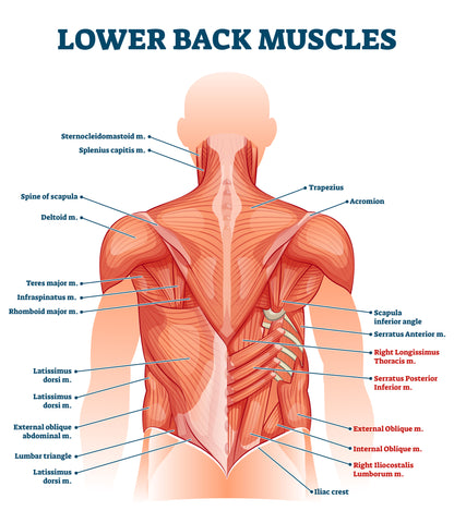 How to massage the lower back – Thumper Massager Inc. US Store