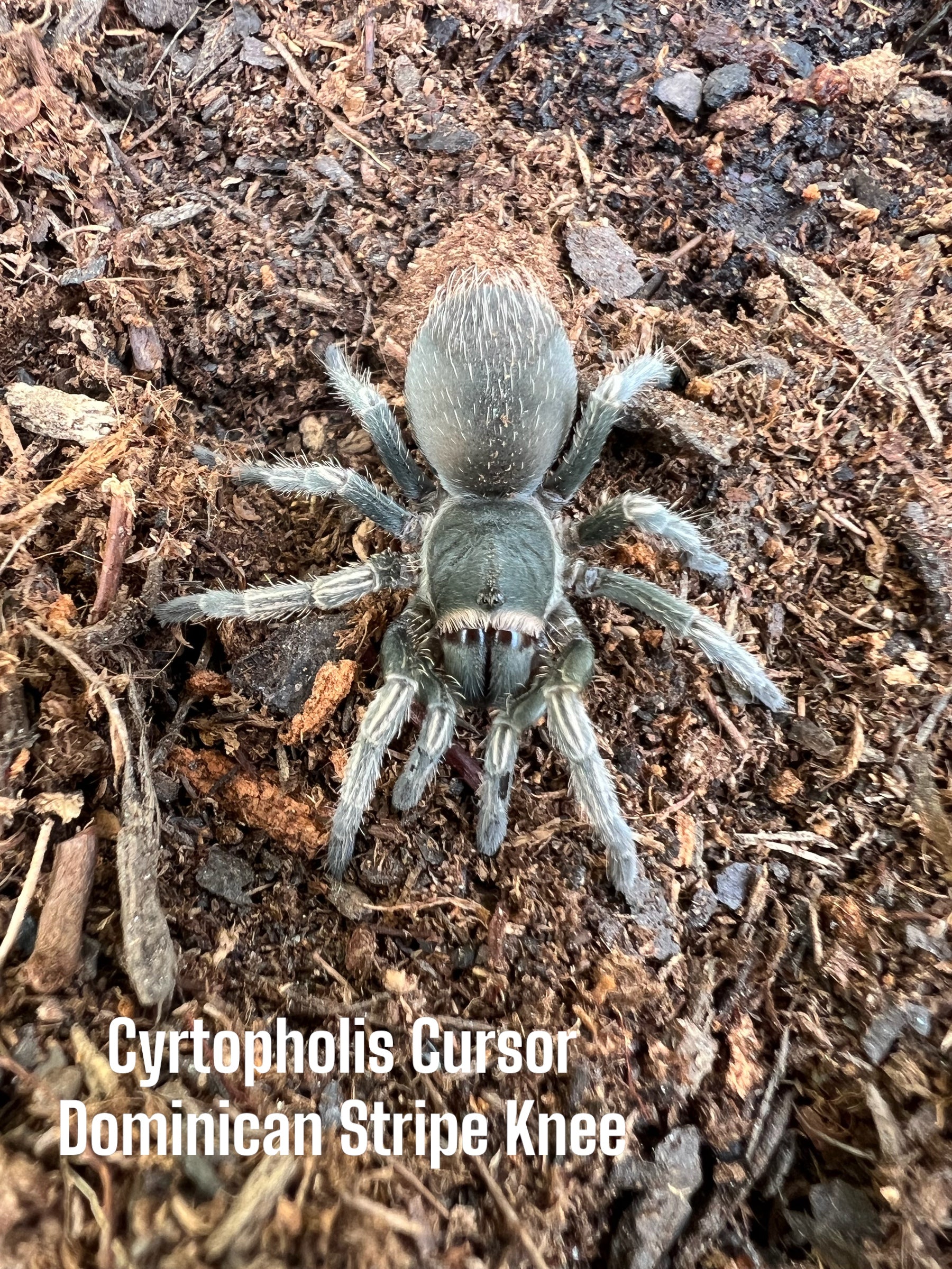 Cyrtopholis Cursor (Dominican Stripe Knee)