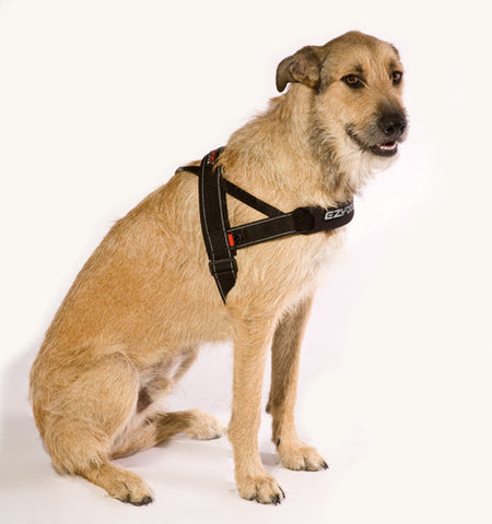 EzyDog Quick-Fit Harness | Online Pet 