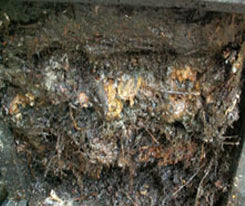 Anaerobic Compost