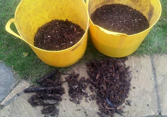 Sieved HOTBIN Compost vs Garden Centre Compost