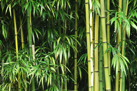 hipoalergénico y bambú
