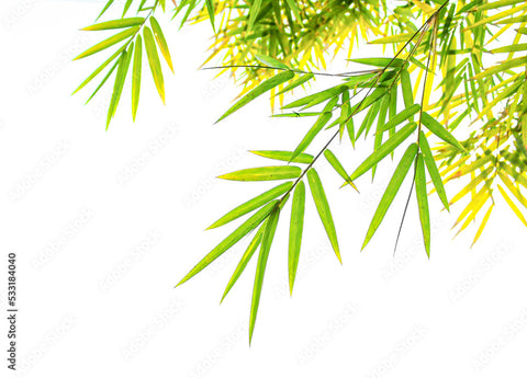 Gelbe Bambusblätter