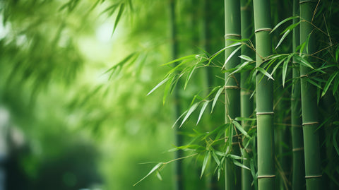 Invasive vs non-invasive bamboo