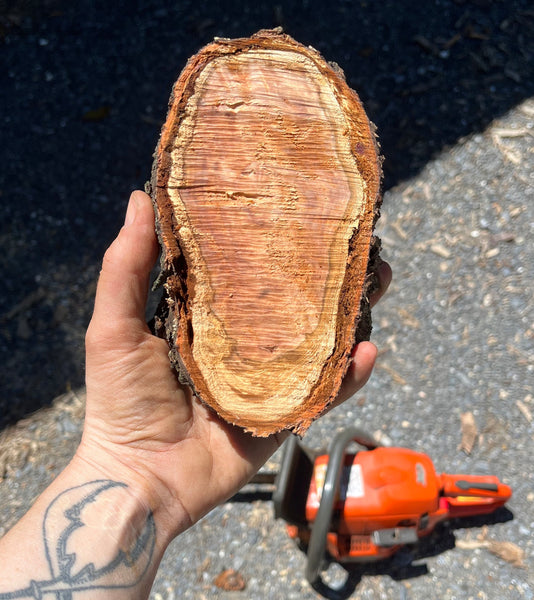 Black Cherry burl chunk cut with chainsaw in the background