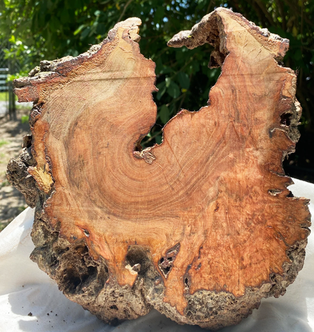 Tree trunk with horizontal cut to reveal rich grain and swirly burl