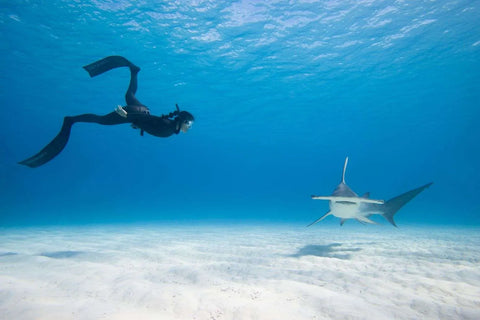 Consejos para fotografiar tiburones: tiburón martillo