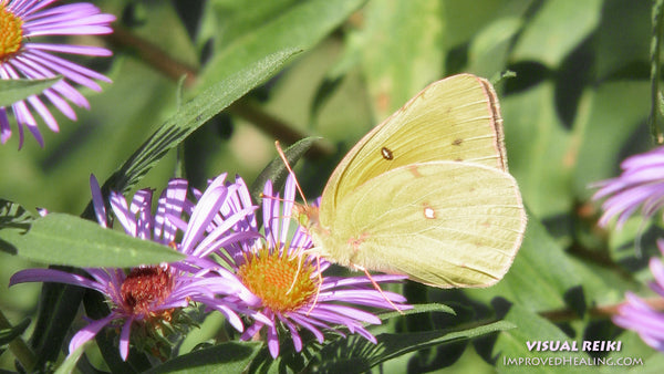 Visual Reiki photo - "Yellow Butterfly on a Pink Flower"