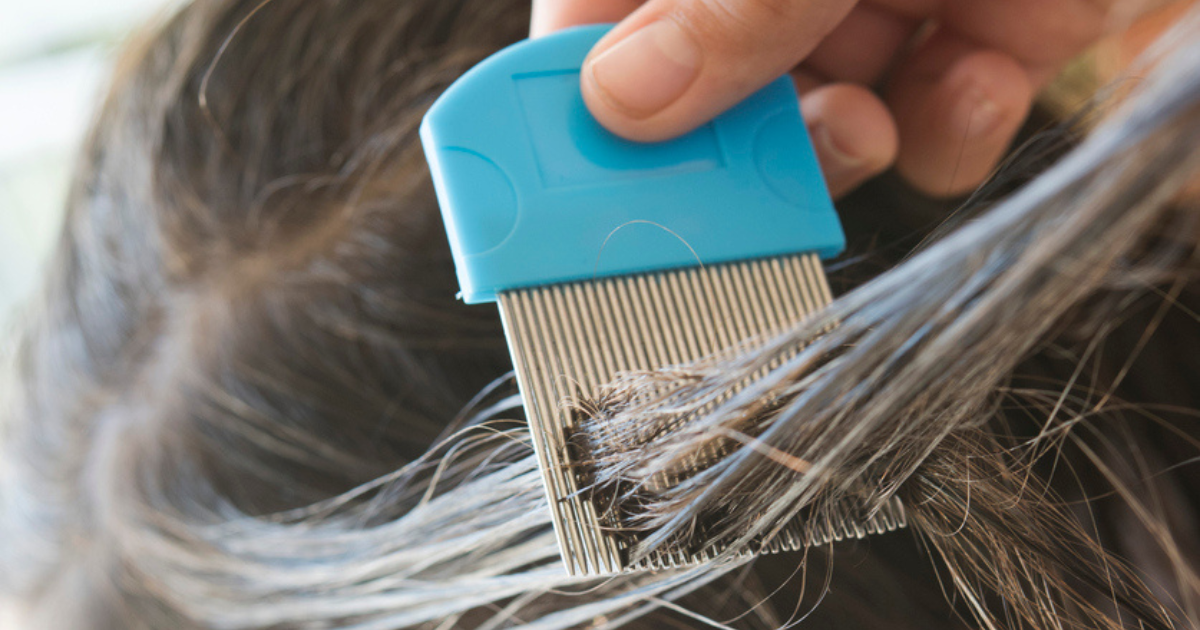 A closed up of a nit comb going through hair with lice.