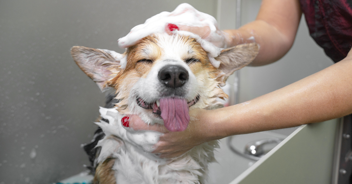 A happy dog getting a lice treatment bath.