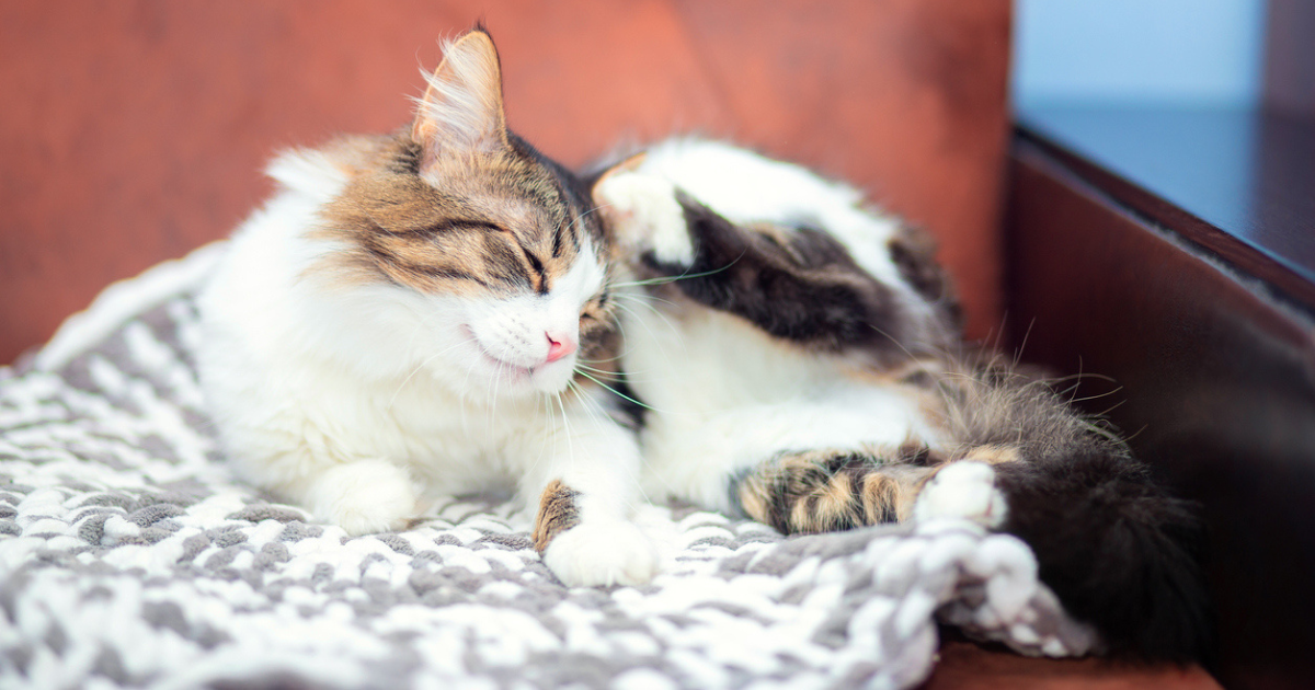 A cat scratching her ear.