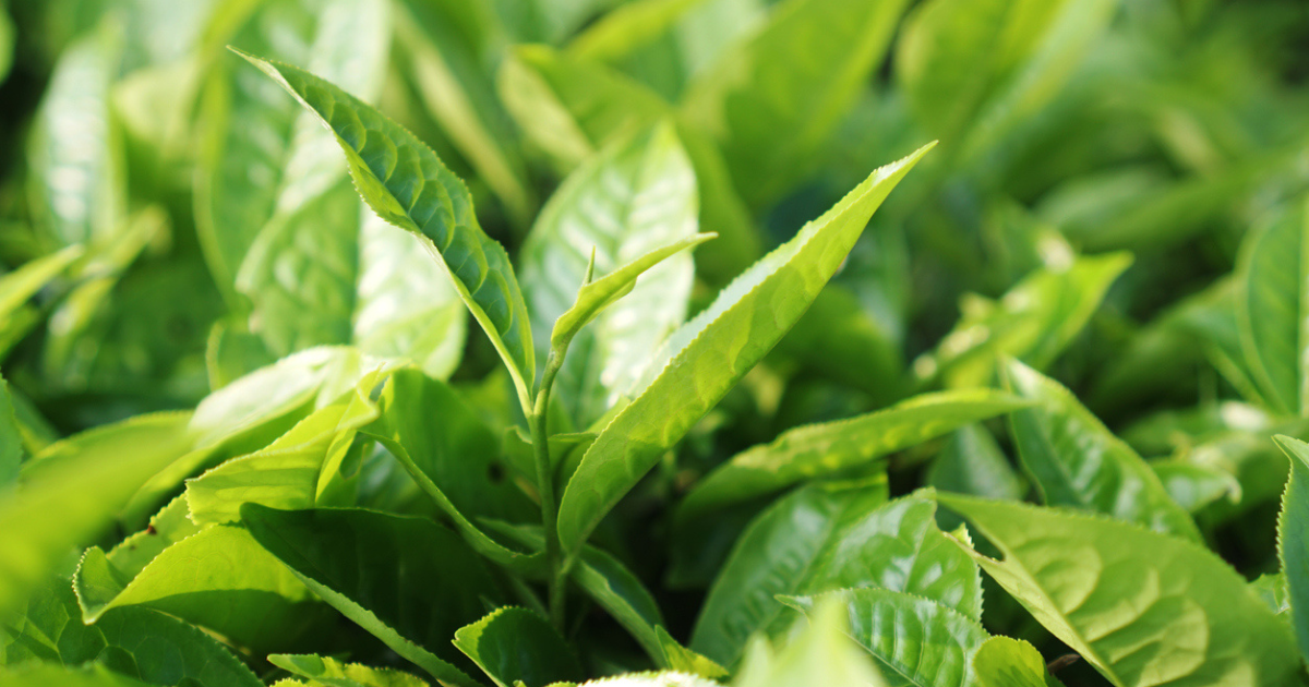 A close up of tea tree leaves.