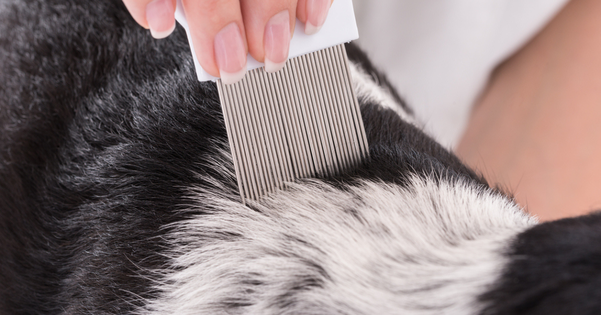 A dog being examined by a vet for fleas, ticks, and lice.