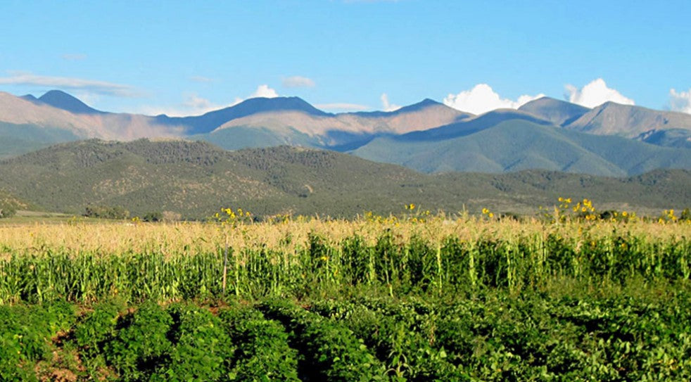 Hemp Field