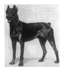 Doberman from 100 years ago