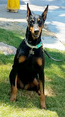 Mara sitting in the grass