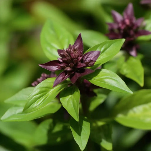 Basil Seeds Persian Basil Alliance of Native Seedkeepers