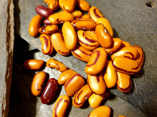 ORGANIC SEED-Dry Bean: Hidatsa Shield Figure-Prairie Road Organic Seed