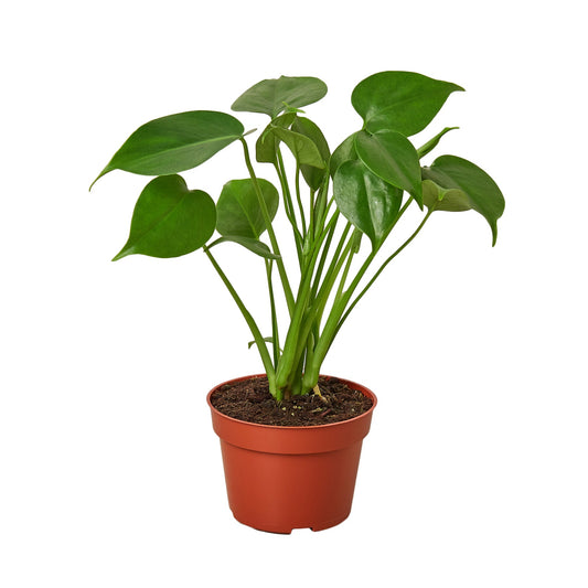 BELL NURSERY Monstera Plant in 10 in. Geo Weave Planter 1004385457