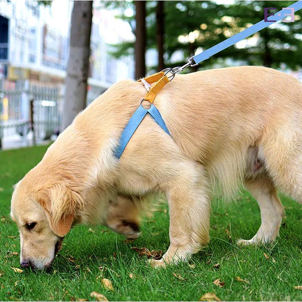 Guia e Peitoral para Cachorro Coloridas - Estilo.e