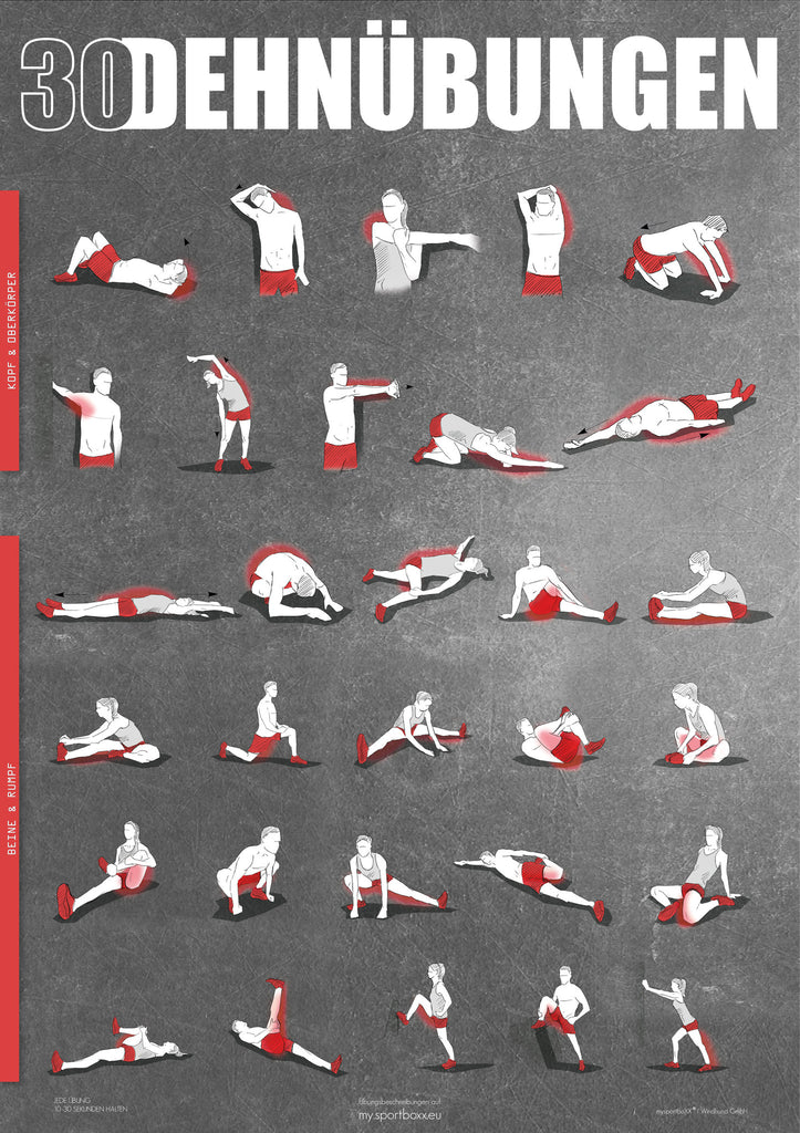 Windhund Poster Dehnen und Stretching mit 30 Übungen – Windhund Shop