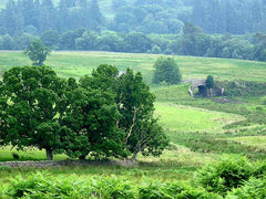 Northumberland scene