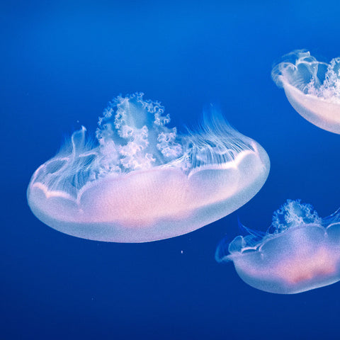 jellyfish as a source of collagen