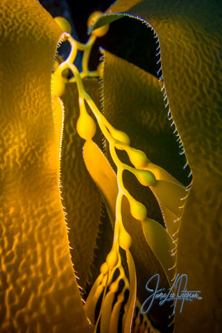 kelp under the ocean
