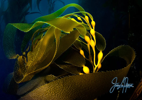 Underwater dance of giant California kelp illuminated by sunlight, highlighting the intricate ecosystem and serene beauty of the ocean's depth.