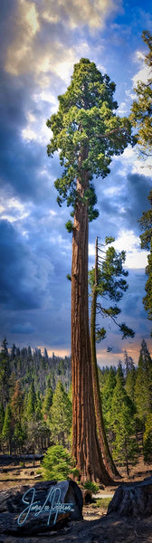 Towering giant Sequoia tree reaching into the sky, its grandeur emphasized in a vertical panorama that captures the essence of forest majesty.
