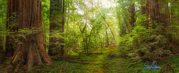 Panoramic view of a lush Redwood forest, its towering trunks and vibrant green canopy evoke a sense of serene majesty, captured by Jamie Lee Peterson.