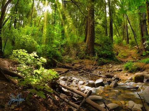 Tranquil stream flows through a sun-dappled Redwood grove, where nature's resilience and calm is immortalized by Jamie Lee Peterson.