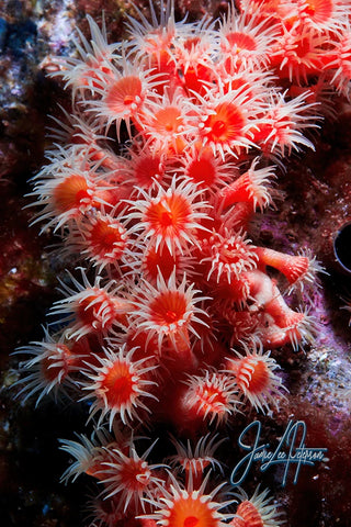 A vibrant close-up of a Zoanthid anemone cluster, its brilliant reds and intricate patterns offering a glimpse into the rich and colorful biodiversity of ocean life.